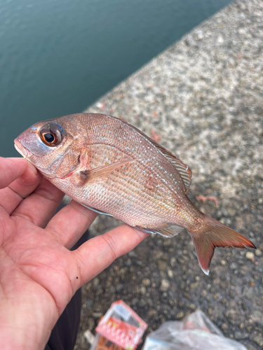 チャリコの釣果