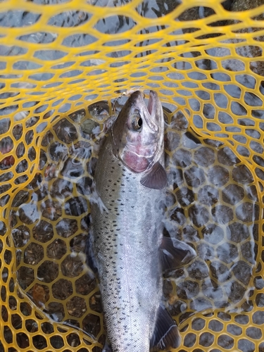 ニジマスの釣果