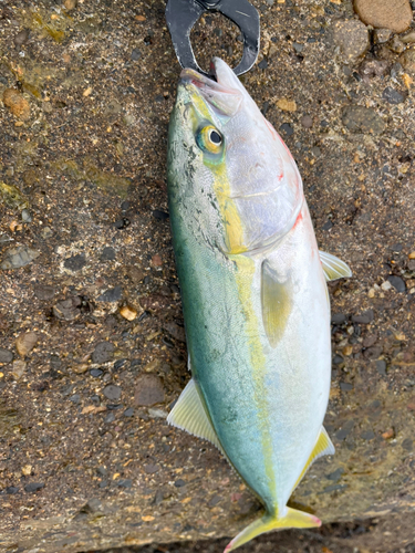 イナダの釣果