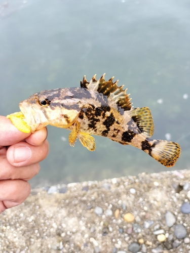 タケノコメバルの釣果