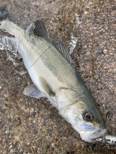 フッコ（マルスズキ）の釣果