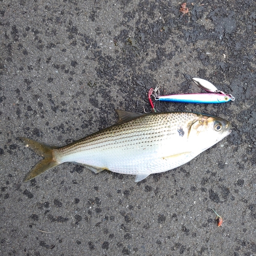 コノシロの釣果