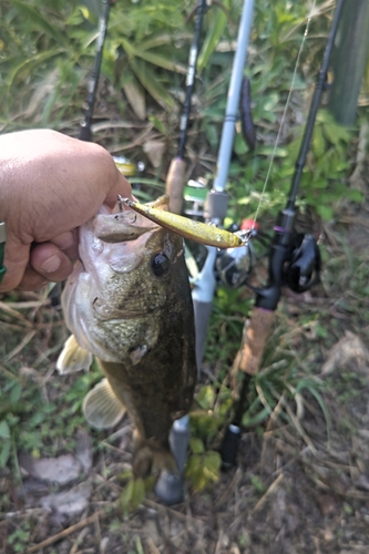 ラージマウスバスの釣果