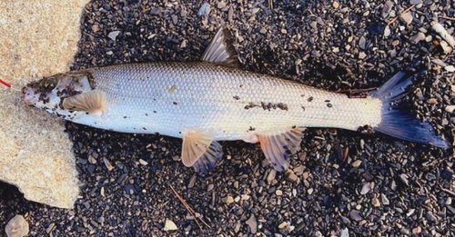 ウグイの釣果