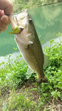 ブラックバスの釣果