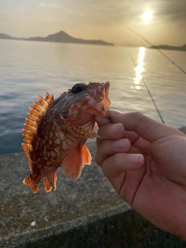 カサゴの釣果