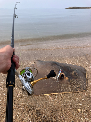 アカエイの釣果