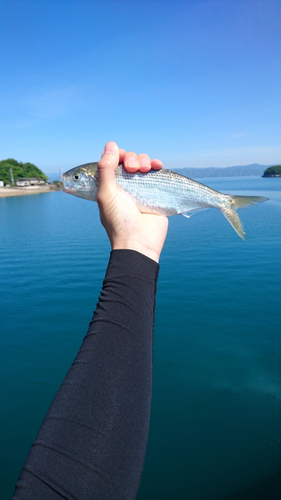 コノシロの釣果