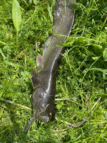 ナマズの釣果