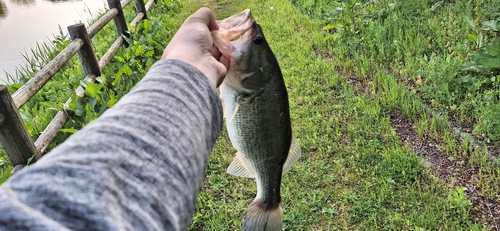 ラージマウスバスの釣果