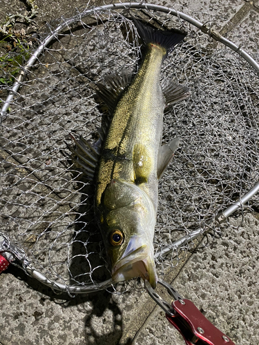 スズキの釣果