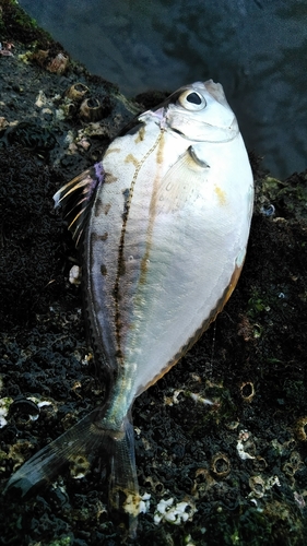 ヒイラギの釣果