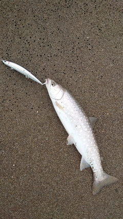 アメマスの釣果