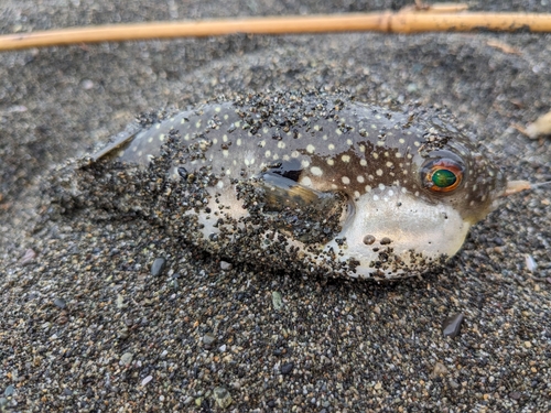 フグの釣果