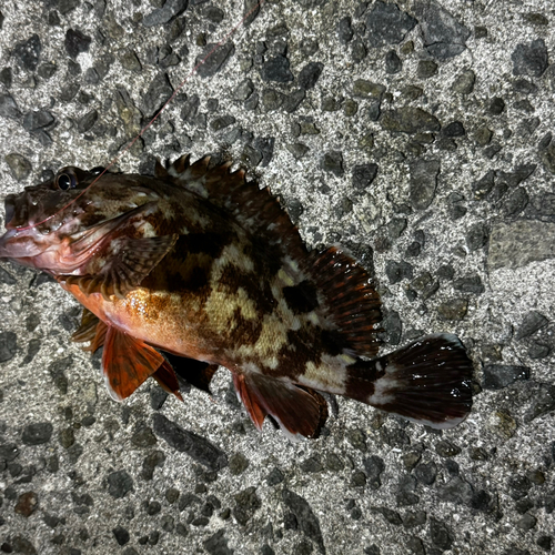 ガシラの釣果