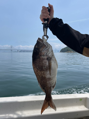 タイの釣果