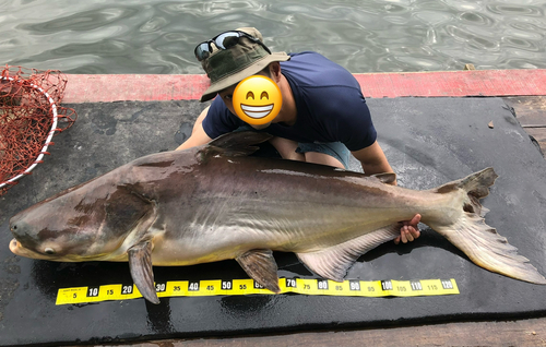 メコンオオナマズの釣果