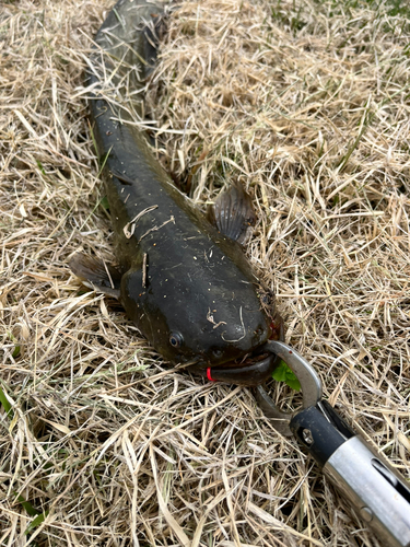 ナマズの釣果