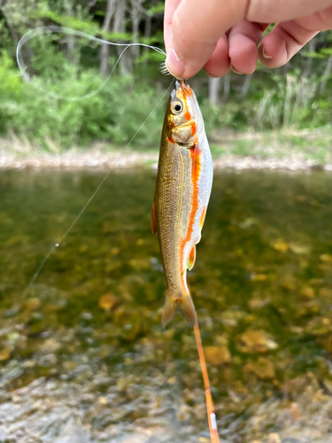 ウグイの釣果