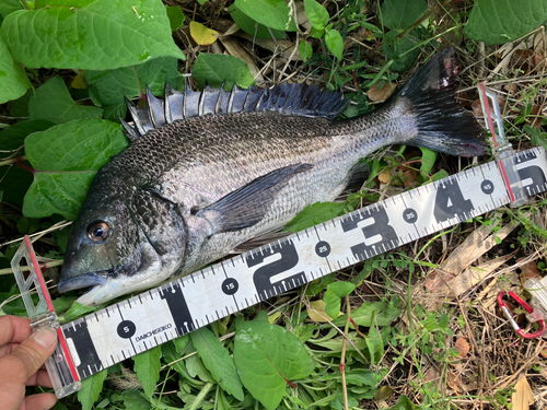 クロダイの釣果