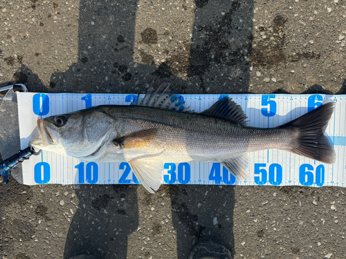 スズキの釣果