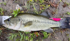 ブラックバスの釣果