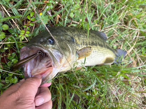 ラージマウスバスの釣果