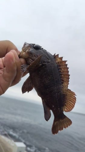 ムラソイの釣果