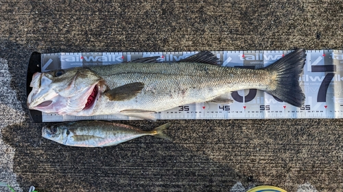 スズキの釣果