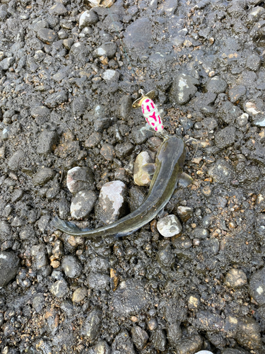 ニホンナマズの釣果