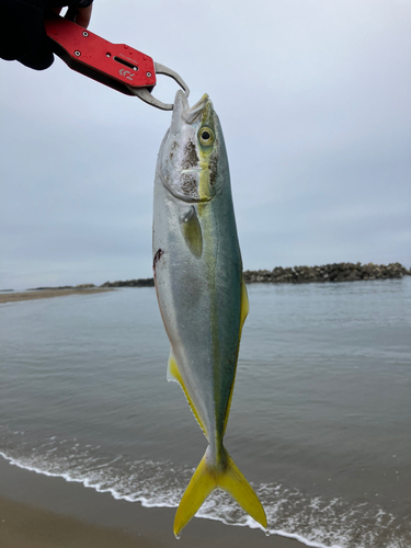 フクラギの釣果