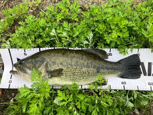 ブラックバスの釣果