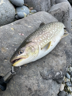 アメマスの釣果