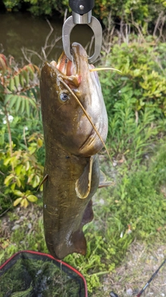 マナマズの釣果