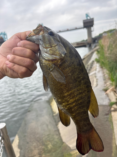 スモールマウスバスの釣果