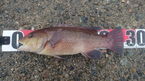 コブダイの釣果