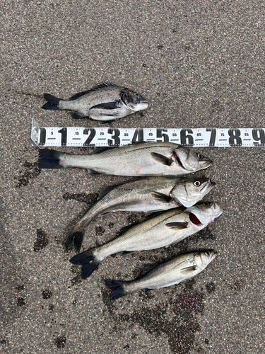 シーバスの釣果