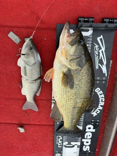 ブラックバスの釣果