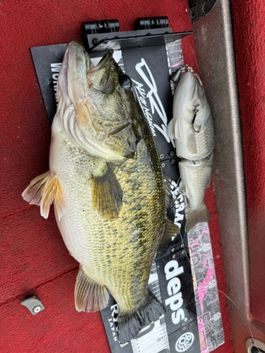 ブラックバスの釣果