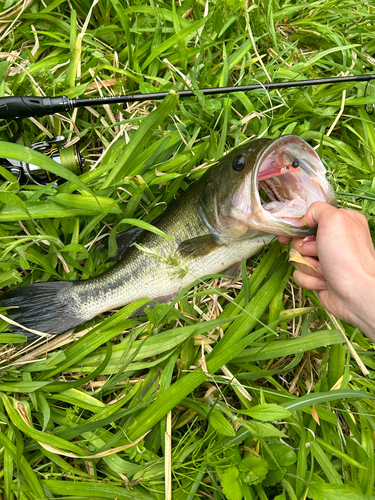 ブラックバスの釣果