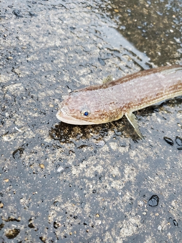 エソの釣果