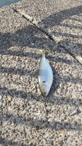 コノシロの釣果