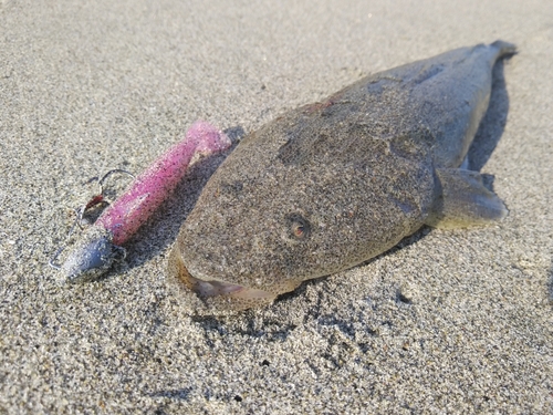 マゴチの釣果