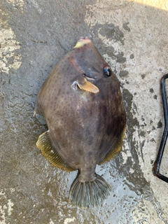 カワハギの釣果