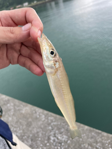 シロギスの釣果