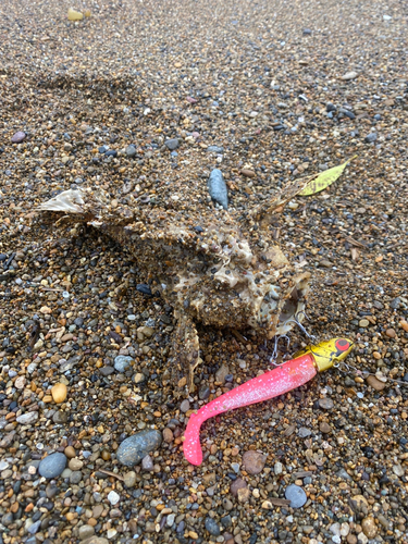 オニオコゼの釣果