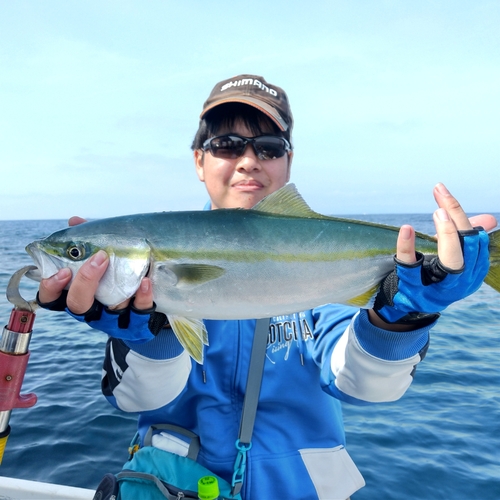 イナダの釣果