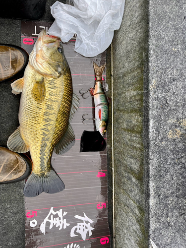 ブラックバスの釣果