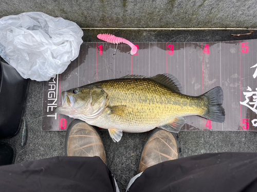 ブラックバスの釣果