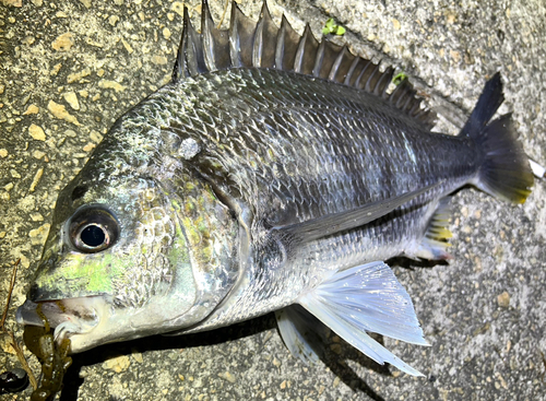 キビレの釣果